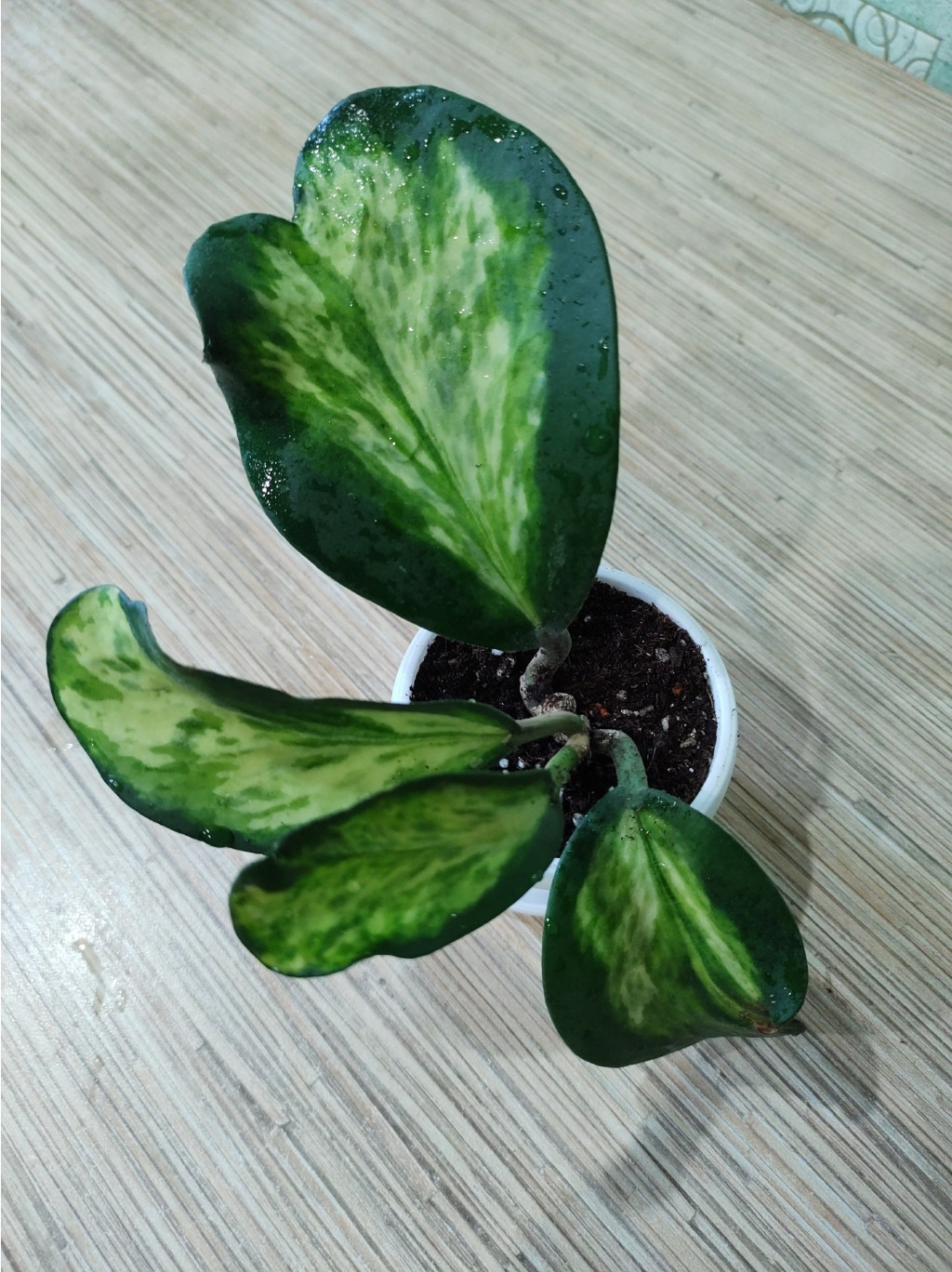  errii variegata 'Chanrit's Choice'