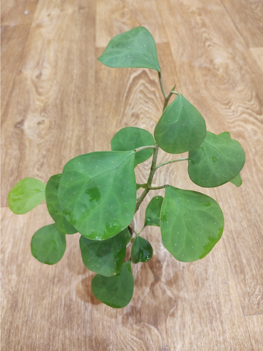 Ficus  deltoidea golden leaves.