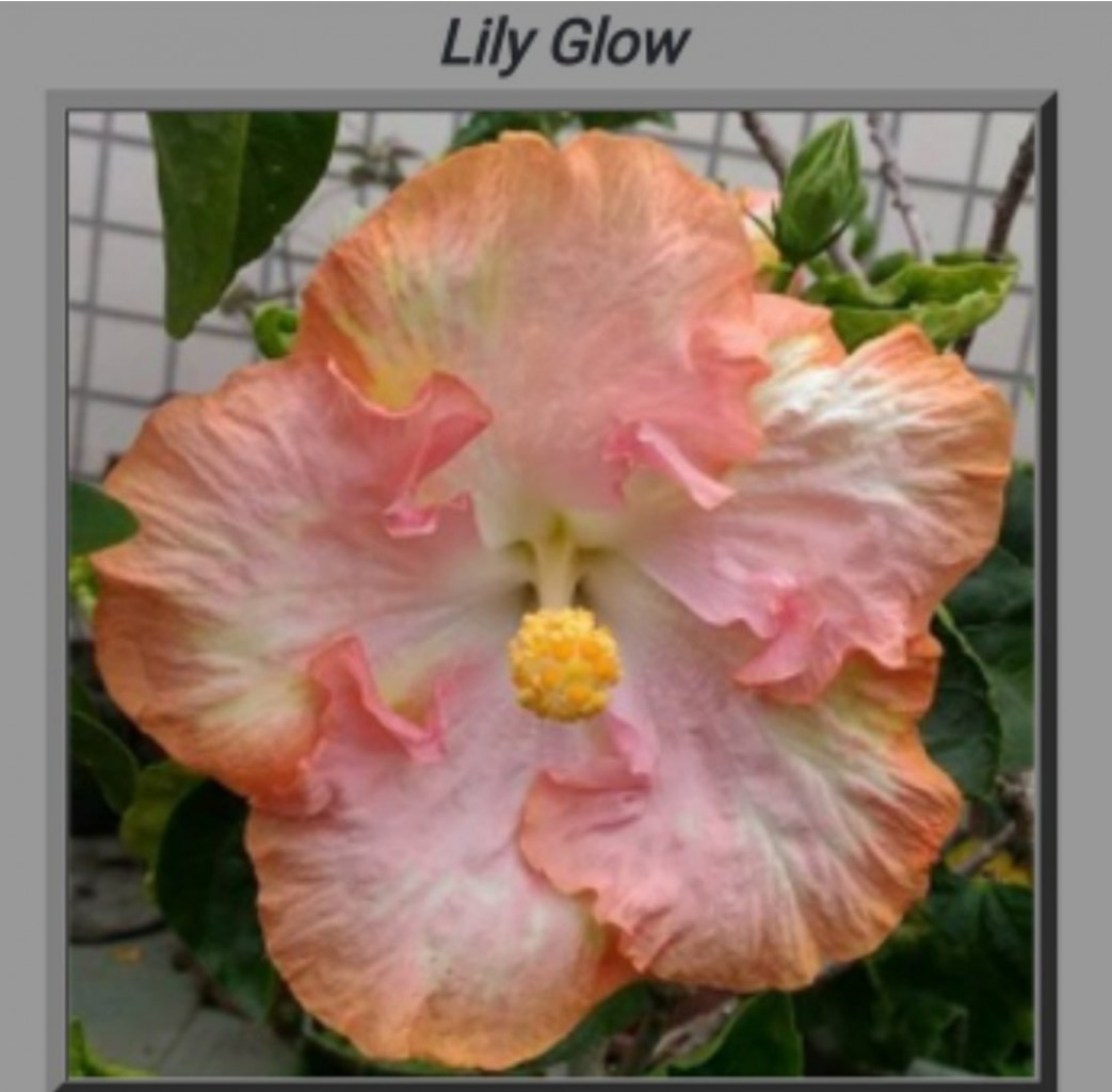 Lily Glow.jpg