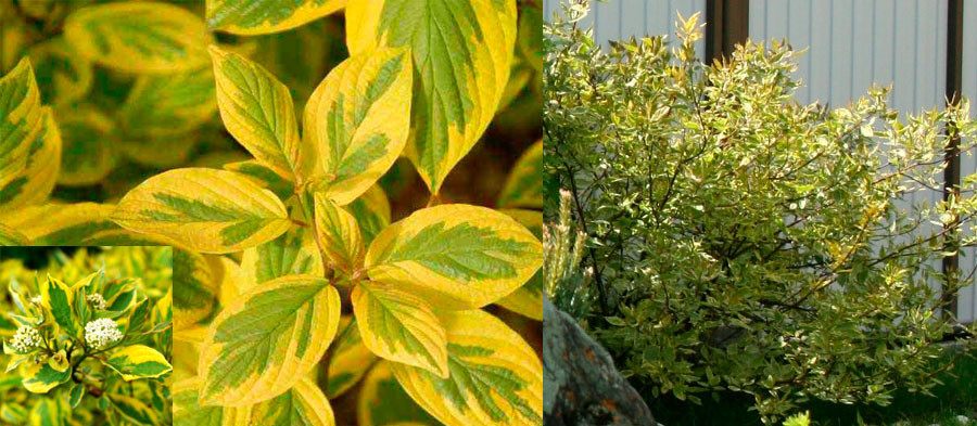    (Cornus alba Spaethii), 3, 50-60, 658 