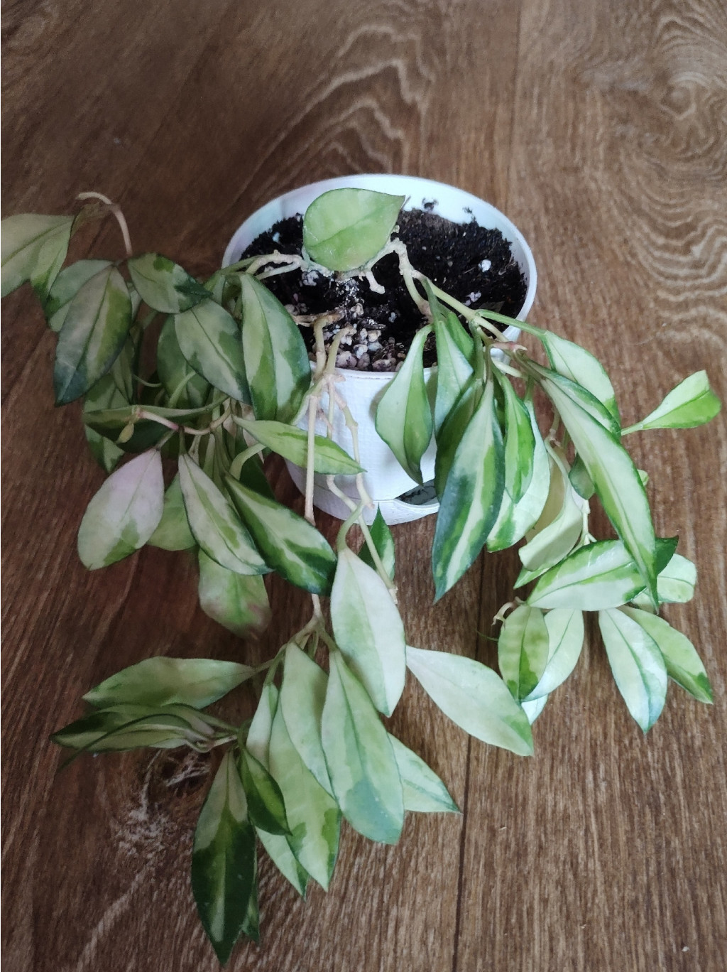 hoya walliniana variegata.