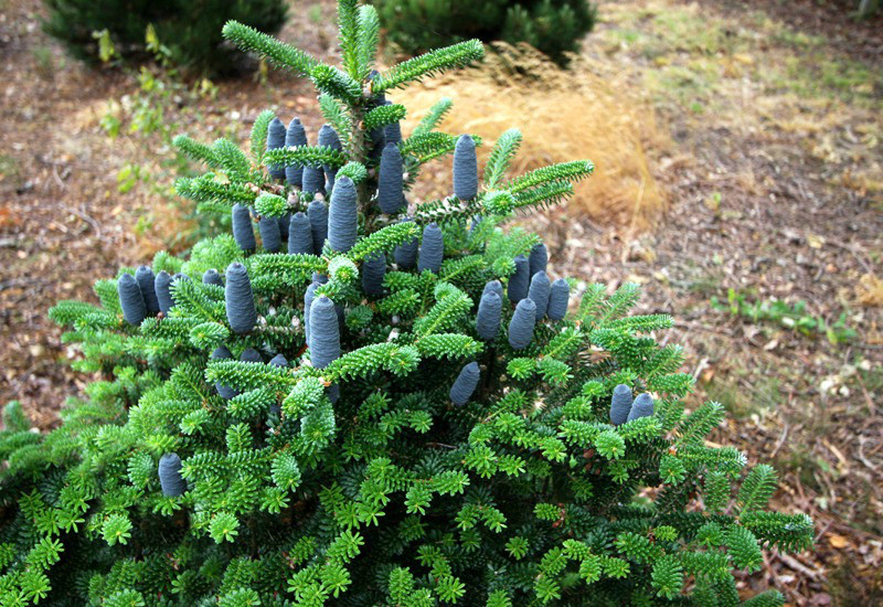   (Abies koreana), 2/3,15-20, 1520 