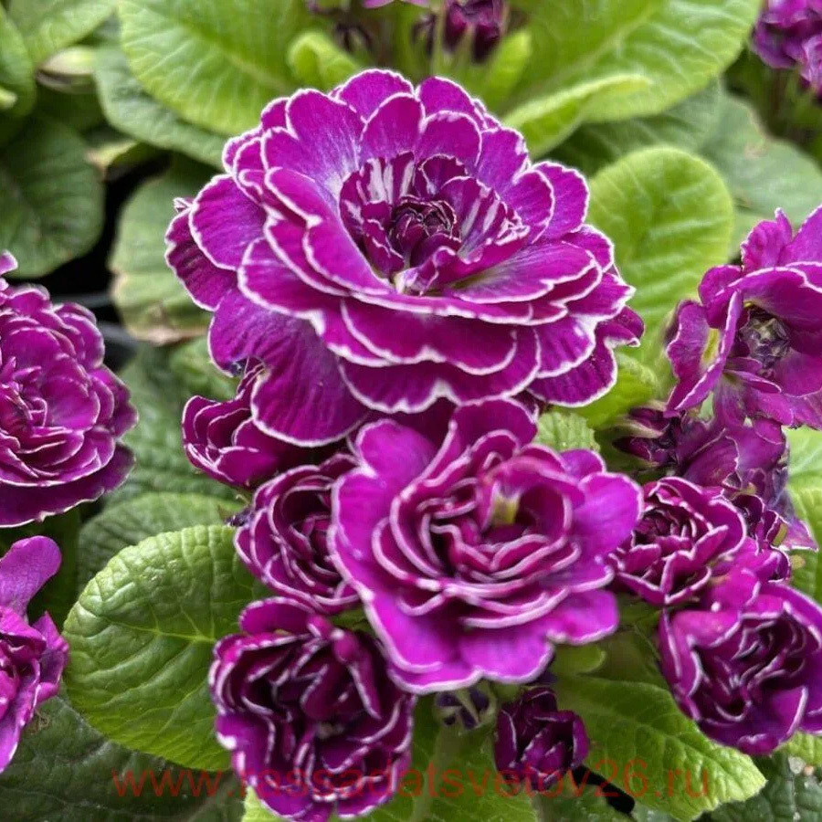  Belarina Purple Diamond, 9 350 