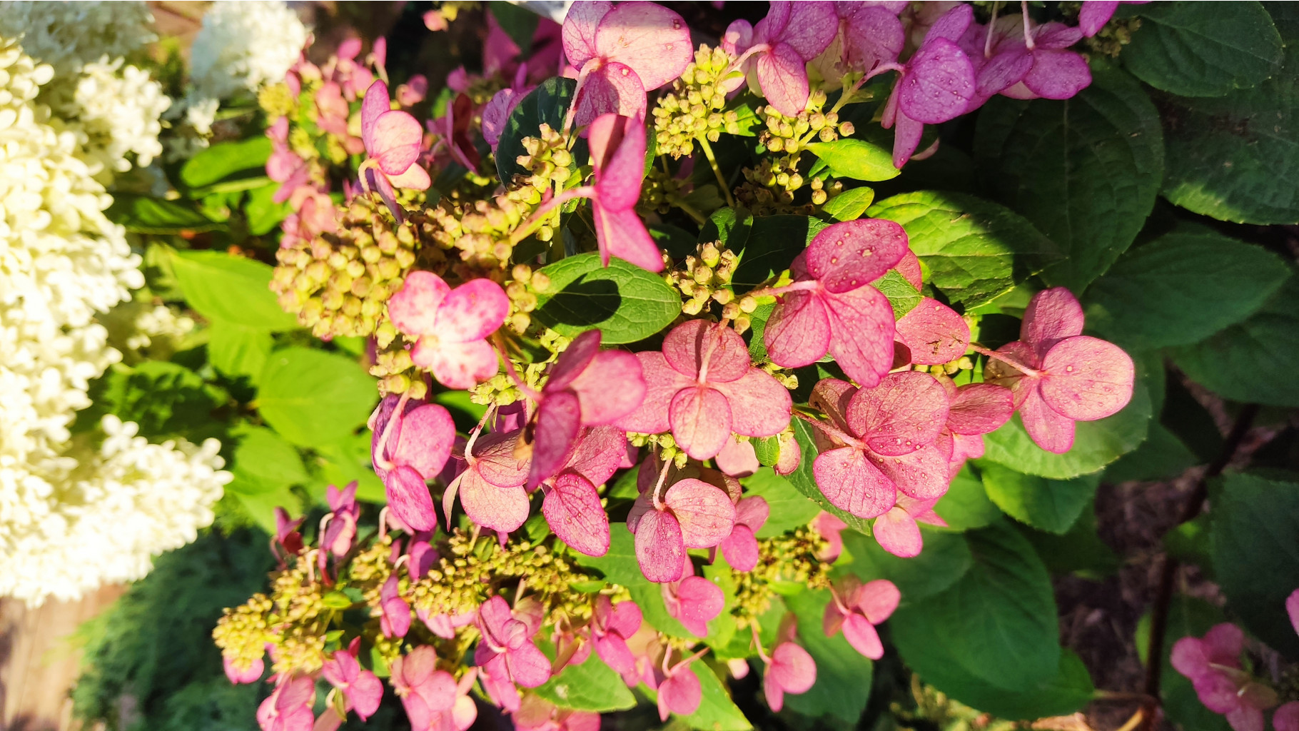 IMG 20230819 165118.jpg