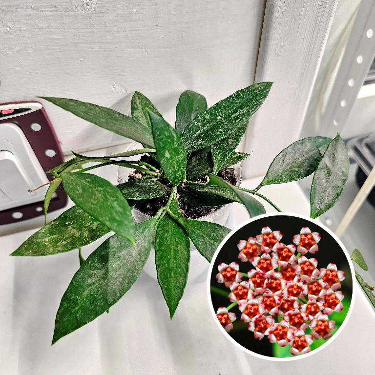 Hoya Gracilis.jpg