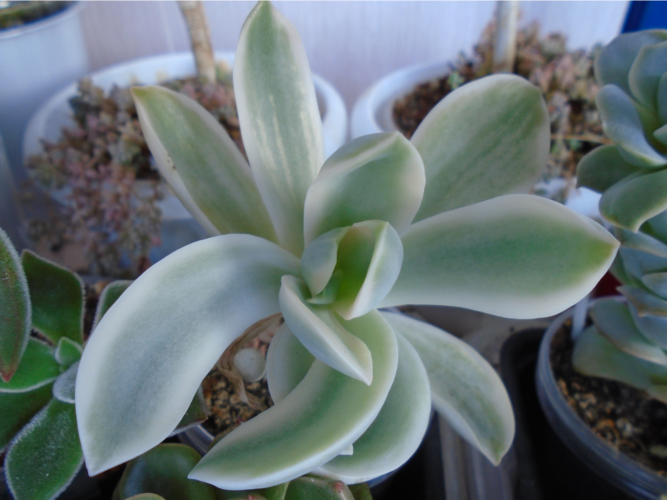 DSC08411.JPG   var. - 200