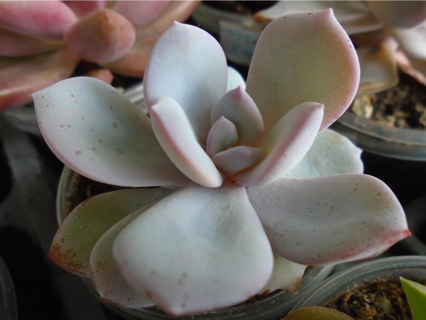 DSC08430.JPG   Greamtea