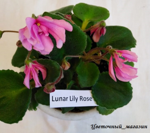  Lunar Lily Rose.jpg