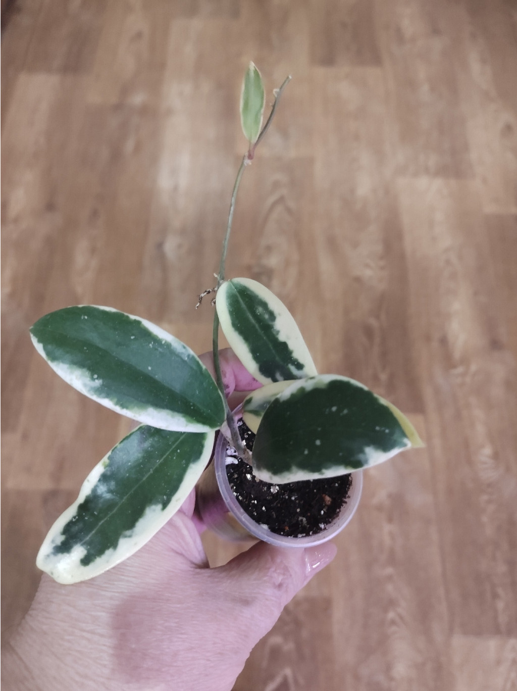 Hoya acuta albomarginata.