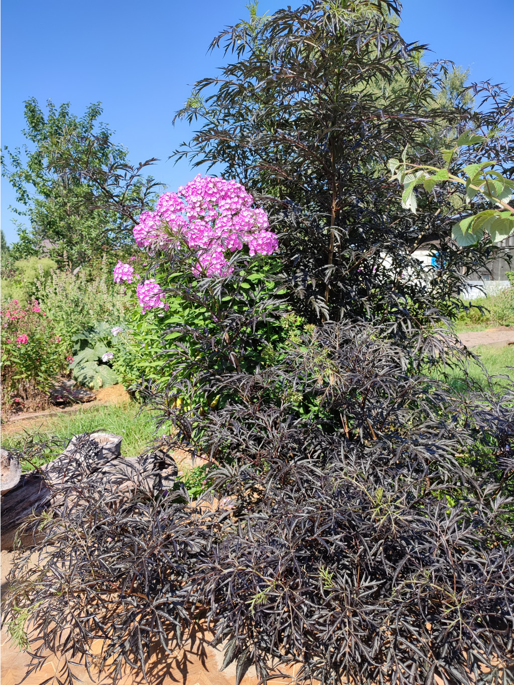    (Sambucus nigra Black Lace)  2023.08.17 111301.jpg