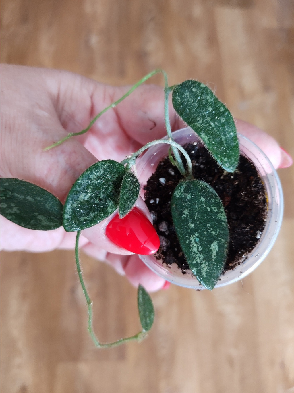 Hoya thomsonii  silver  splash.