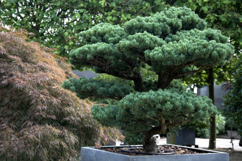    (Pinus parviflora Negishi), 14, 1141 