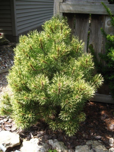    (Pinus mugo Sunshine), 5,  70-80, 15-20, 5829 