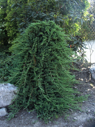   (Juniperus horizontalis Prince of Wales) 5, 70, 5440 