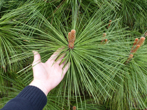    (Pinus Jeffreyi Joppi) 2 30 , 2060 