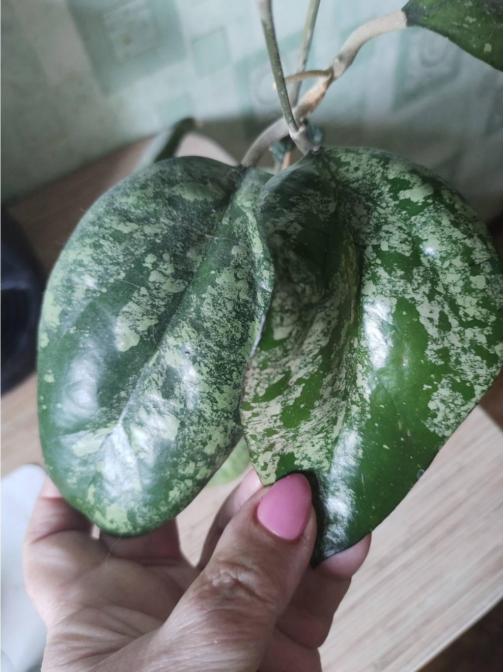 Hoya Vitellina splash.