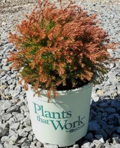     (Thuja occidentalis Fire Chief) 2.5, 20-25, 1015 