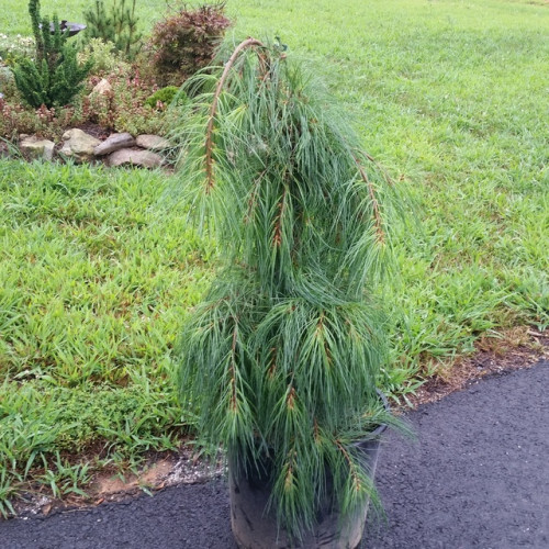     (Pinus strobus Niagara Falls), 5 30-50, 4390 