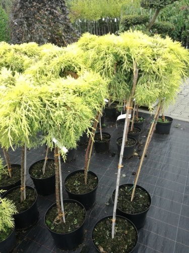   (Juniperus media pfitz.Gold Star) 5, 70-80, 25-30,6720 
