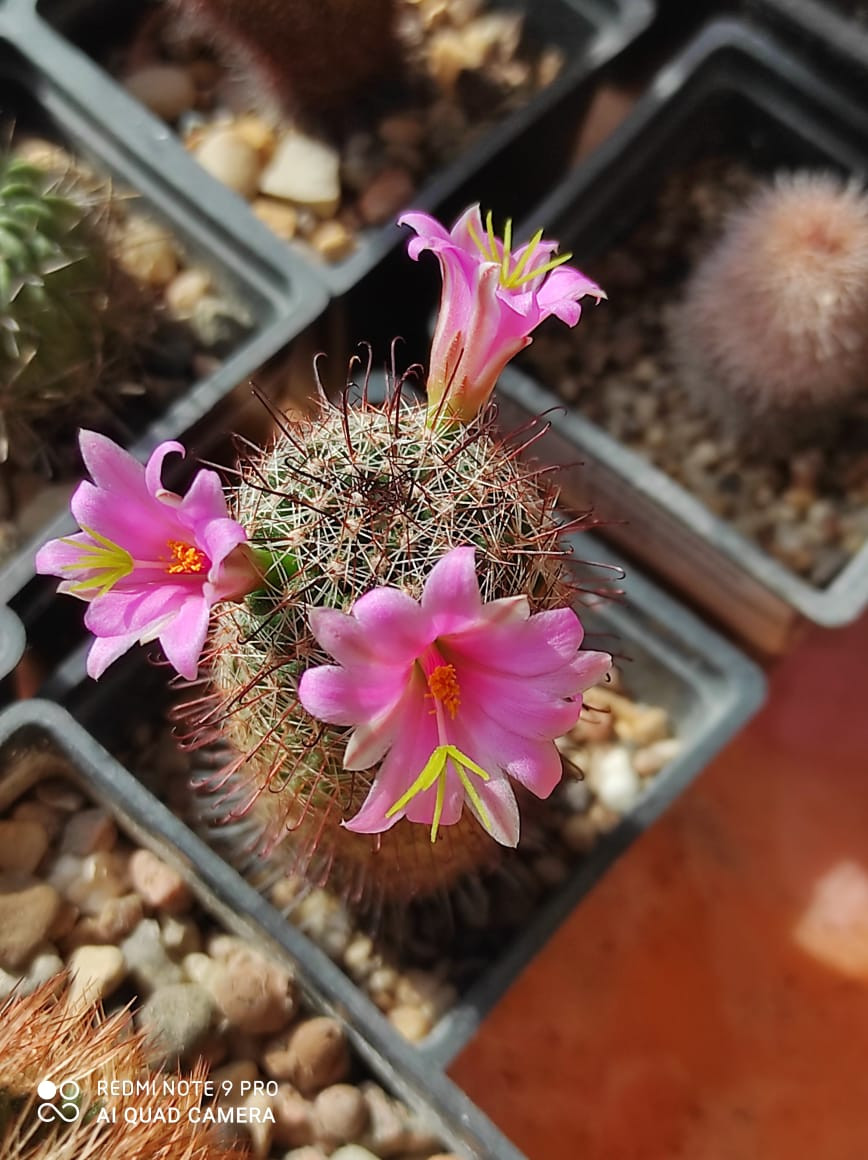 Mammillaria microcarpa