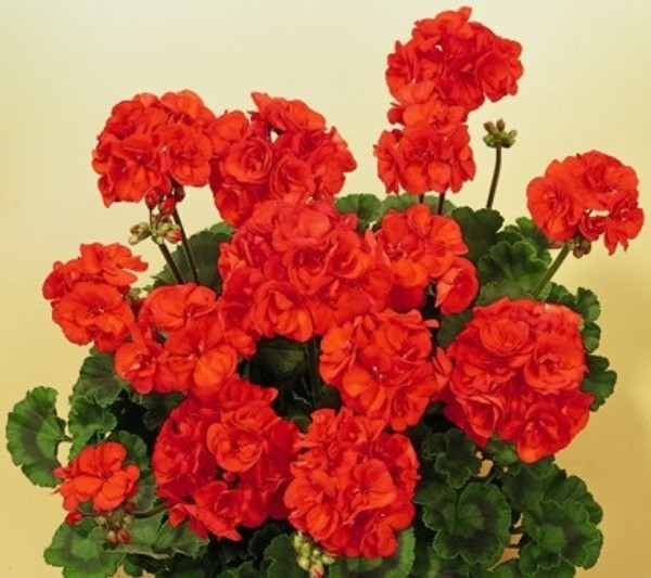   Trend Emilia Orange 150