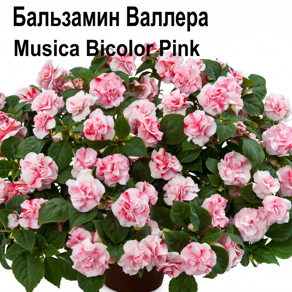   Musica Bicolor Pink