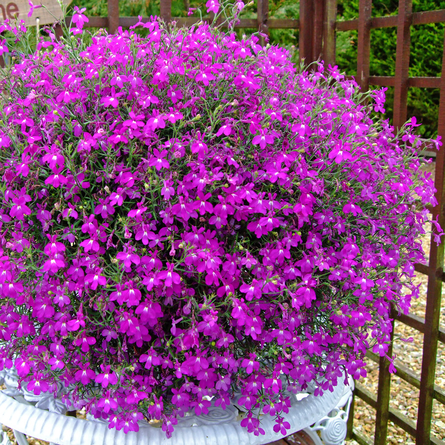  Laura Purple 132