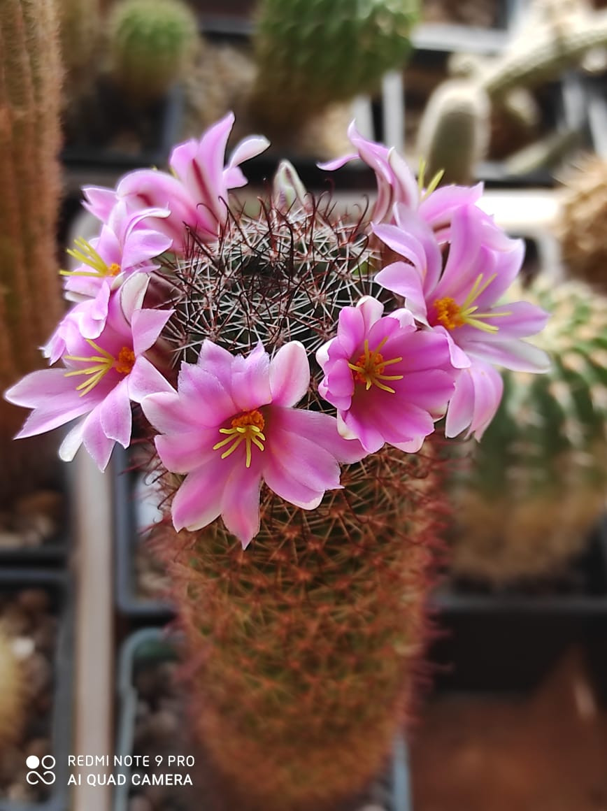 mammillaria sheldonii