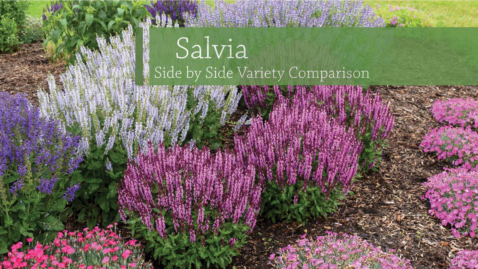   (Salvia nemorosa) Apex Pink