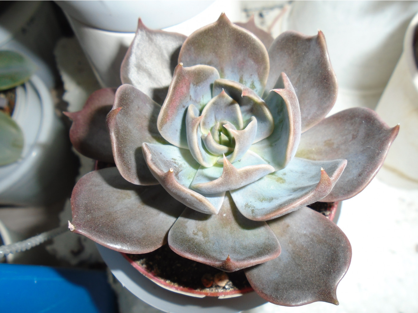 DSC08632.JPG   - 300