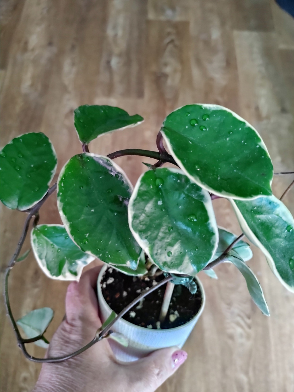 carnosa snow ball margin variegata.
