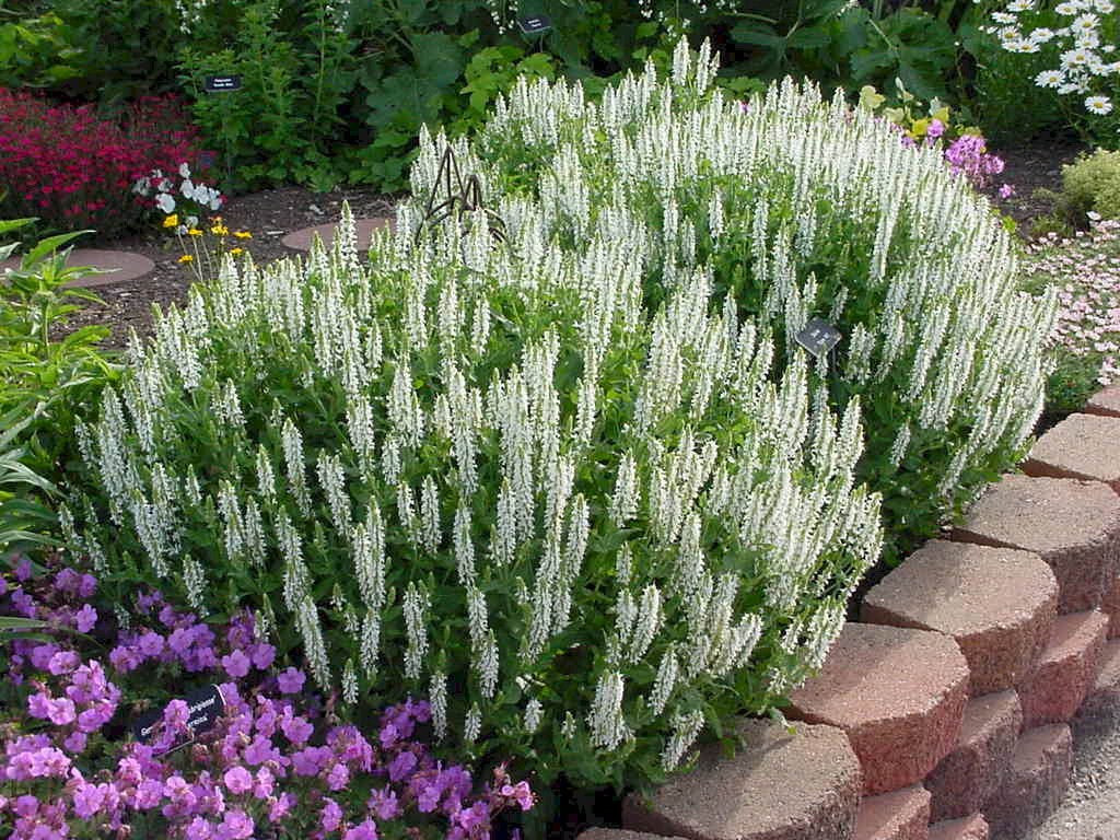   (Salvia nemorosa) Apex White