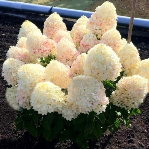  .   (Hydrangea paniculata Sugar Rush). 2//3, 670 