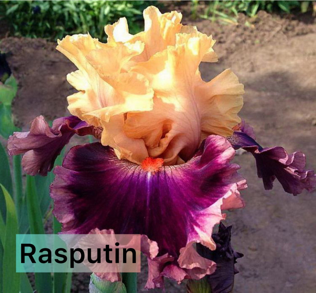 Photo-output.jpeg