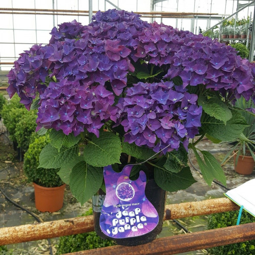  .    (Hydrangea macrophylla Music Collection Deep Purple Dance)