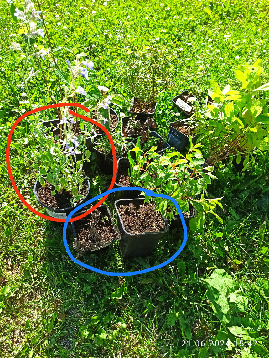IMG 20240623 221504.jpg