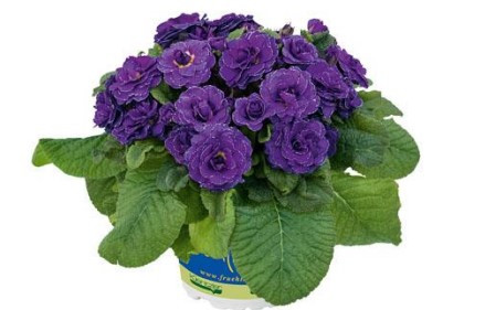  Belarina Violetta 295 , 