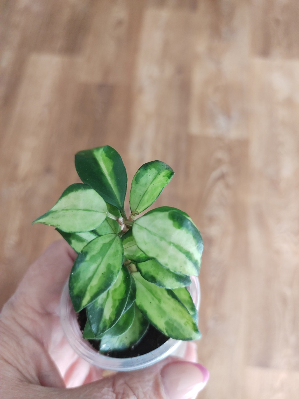 Hoya lacunosa tricolor bruno.