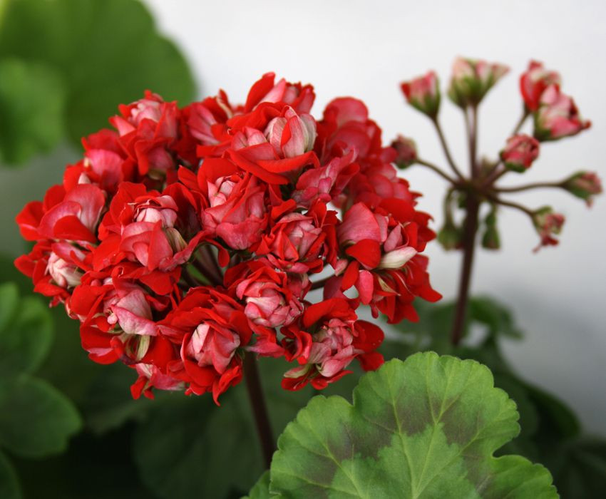  Vectis rosebud