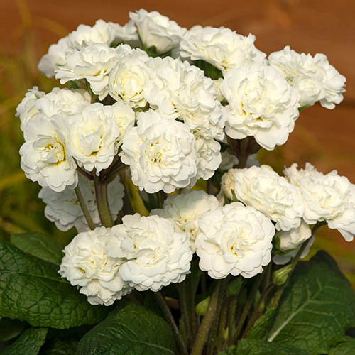  Polyanna Frost White 327 