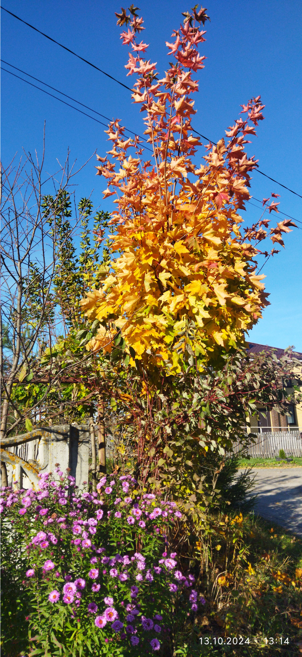 IMG 20241013 131442.jpg