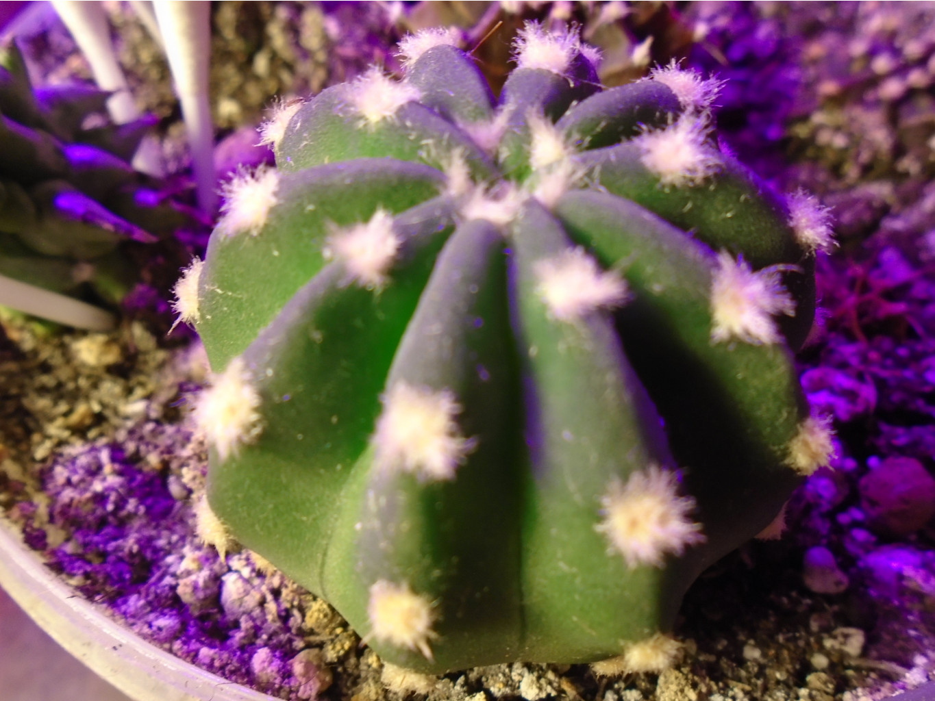 DSC08934.JPG  Notocactus - 150