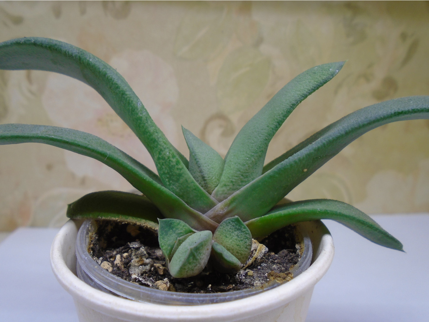 DSC08921.JPG Glomerata - 100 