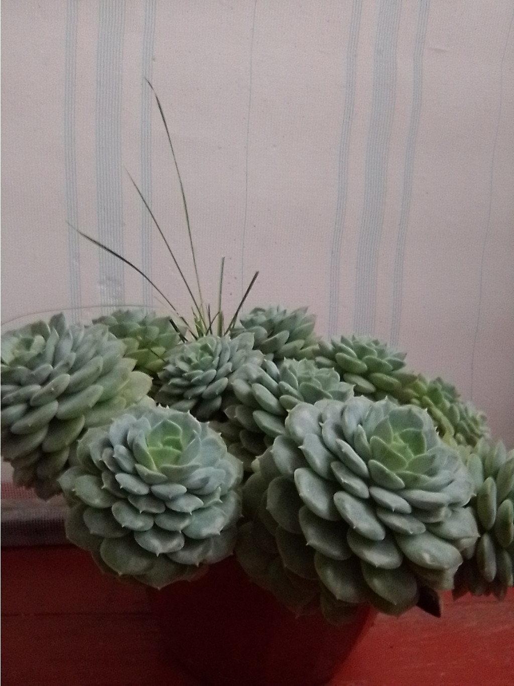   ( 