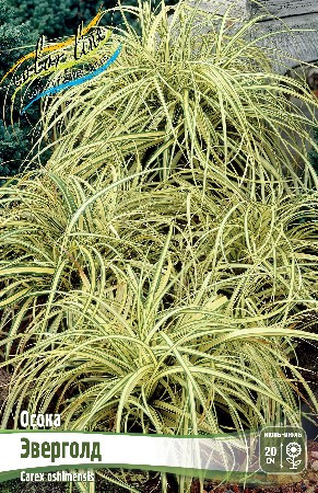  (CAREX) .jpeg