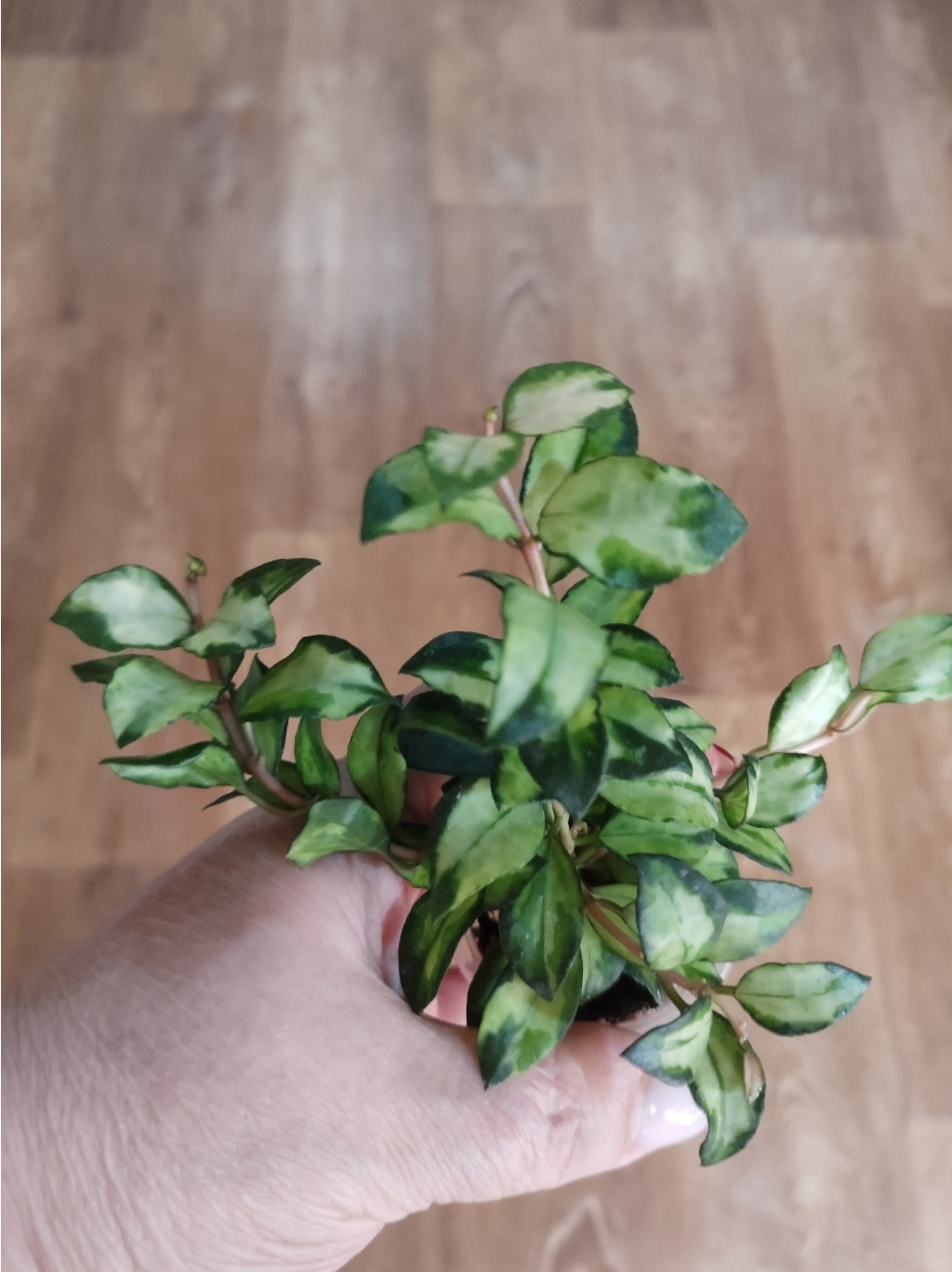  Lacunosa Bruno tricolor.