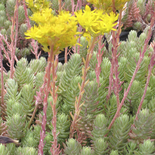 Sedum fosterianum Elegans 3.jpg