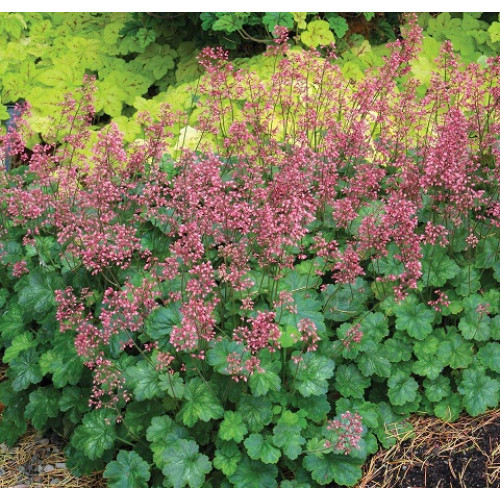 Gejhera-littl-kjuti-peppermint-1-500x500.jpeg