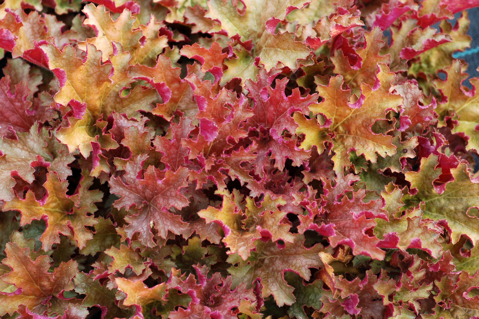 Heuchera-Ginger-Peach-3.jpg