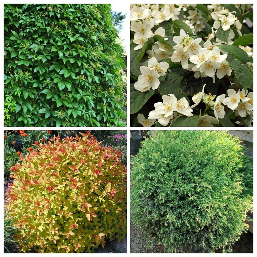 MyCollages (2).jpg